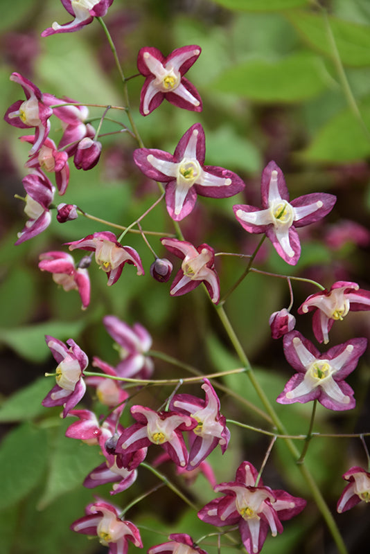 Epimedium
